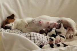 Afro Amy JAcks4You, Amber Crown Quantum Break, Jack Russell Terrier (83)