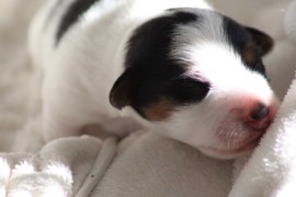 Afro Amy JAcks4You, Amber Crown Quantum Break, Jack Russell Terrier (84)