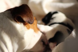 Afro Amy JAcks4You, Amber Crown Quantum Break, Jack Russell Terrier (85)