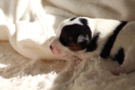 Afro Amy JAcks4You, Amber Crown Quantum Break, Jack Russell Terrier (86)