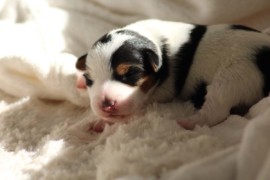 Afro Amy JAcks4You, Amber Crown Quantum Break, Jack Russell Terrier (87)