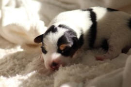 Afro Amy JAcks4You, Amber Crown Quantum Break, Jack Russell Terrier (88)