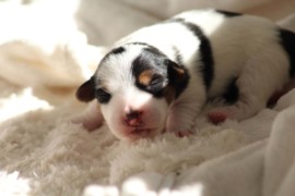 Afro Amy JAcks4You, Amber Crown Quantum Break, Jack Russell Terrier (89)
