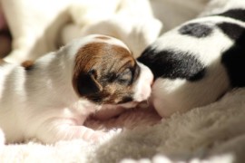 Afro Amy JAcks4You, Amber Crown Quantum Break, Jack Russell Terrier (90)