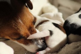 Afro Amy JAcks4You, Amber Crown Quantum Break, Jack Russell Terrier (91)