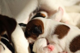 Afro Amy JAcks4You, Amber Crown Quantum Break, Jack Russell Terrier (92)