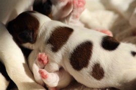 Afro Amy JAcks4You, Amber Crown Quantum Break, Jack Russell Terrier (93)