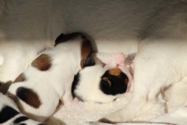 Afro Amy JAcks4You, Amber Crown Quantum Break, Jack Russell Terrier (94)