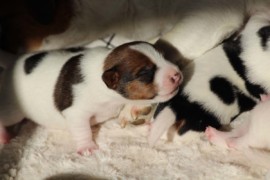 Afro Amy JAcks4You, Amber Crown Quantum Break, Jack Russell Terrier (95)