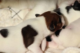 Afro Amy JAcks4You, Amber Crown Quantum Break, Jack Russell Terrier (96)