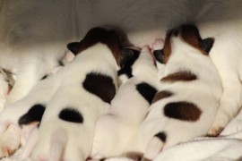 Afro Amy JAcks4You, Amber Crown Quantum Break, Jack Russell Terrier (97)