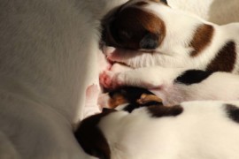 Afro Amy JAcks4You, Amber Crown Quantum Break, Jack Russell Terrier (98)
