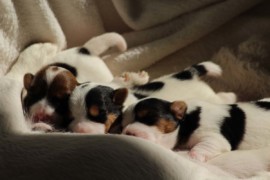 Afro Amy JAcks4You, Amber Crown Quantum Break, Jack Russell Terrier (99)