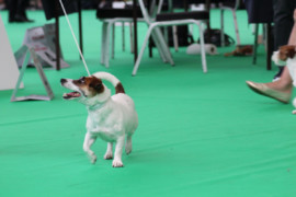 IMG 9259