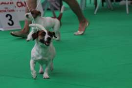 IMG 9260
