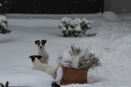 IMG 0865