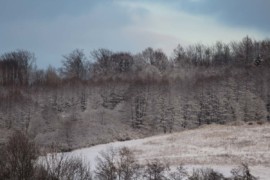 IMG 6177