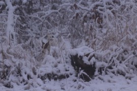 IMG 8086