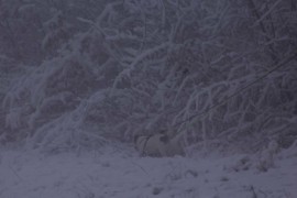 IMG 8161