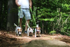 Jacks4You Majówka, Jack Russell Terrier (11)