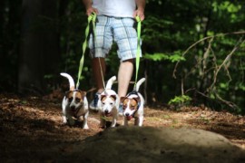 Jacks4You Majówka, Jack Russell Terrier (12)