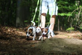 Jacks4You Majówka, Jack Russell Terrier (13)