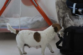 Jacks4You Majówka, Jack Russell Terrier (31)