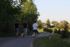 Jacks4You Majówka, Jack Russell Terrier (37)