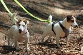 Jacks4You Majówka, Jack Russell Terrier (41)