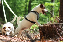 Jacks4You Majówka, Jack Russell Terrier (42)