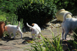 IMG 0026