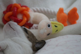 IMG 4012