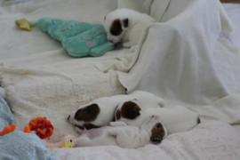 IMG 4076