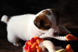 IMG 4178