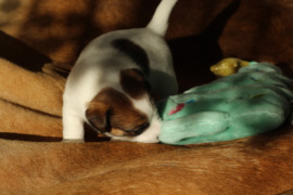 IMG 4312