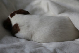 IMG 4463