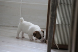 IMG 4510