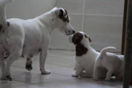 IMG 4527