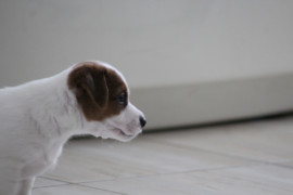 IMG 4536