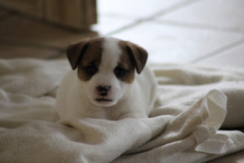 IMG 4551