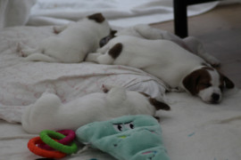 IMG 4733