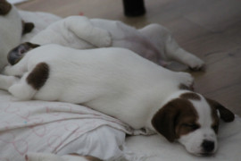IMG 4735
