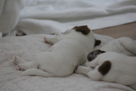 IMG 4736
