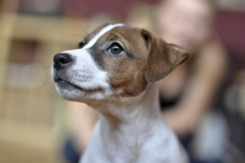 lila2