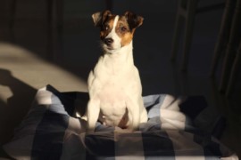IMG 0812