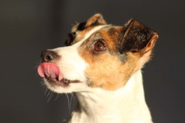 IMG 0819 1