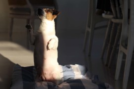IMG 0826 1