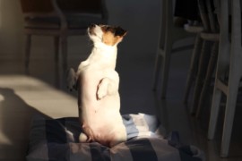 IMG 0828 1
