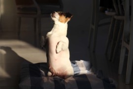 IMG 0829 1
