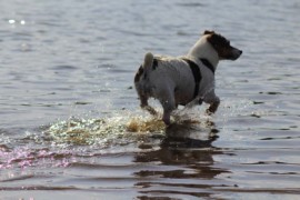 IMG 0451